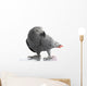 African Grey Parrot Wall Decal