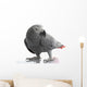 African Grey Parrot Wall Decal