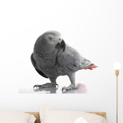 African Grey Parrot Wall Decal shown on a wall