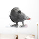 African Grey Parrot Wall Decal