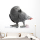 African Grey Parrot Wall Decal
