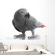 African Grey Parrot Wall Decal
