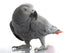 African Grey Parrot Wall Decal