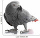 African Grey Parrot Wall Decal