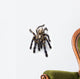 Sapphire Ornamental Tarantula Wall Decal