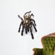 Sapphire Ornamental Tarantula Wall Decal