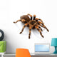 Mexican Redknee Tarantula Wall Decal