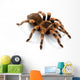 Mexican Redknee Tarantula Wall Decal