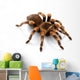 Mexican Redknee Tarantula Wall Decal