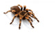 Mexican Redknee Tarantula Wall Decal