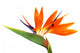 Bird of Paradise Wall Decal
