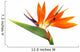 Bird of Paradise Wall Decal