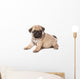 Pug Puppy on White Background Wall Decal