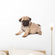 Pug Puppy on White Background Wall Decal