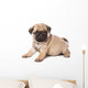 Pug Puppy on White Background Wall Decal