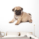 Pug Puppy on White Background Wall Decal