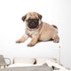 Pug Puppy on White Background Wall Decal