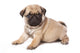 Pug Puppy on White Background Wall Decal