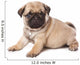 Pug Puppy on White Background Wall Decal