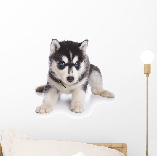 Siberian Husky Puppy White Wall Decal