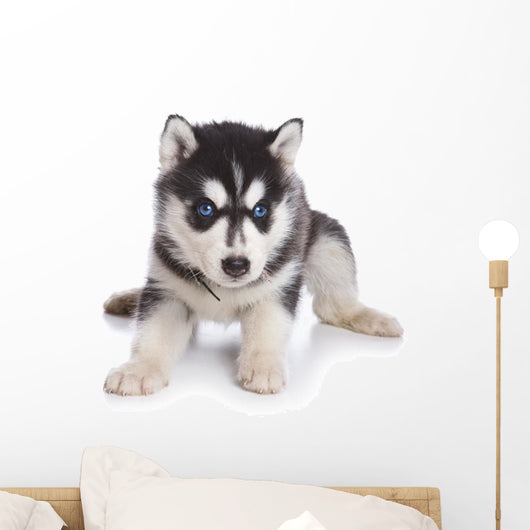 Siberian Husky puppy on white Wall Decal