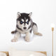 Siberian Husky puppy on white Wall Decal