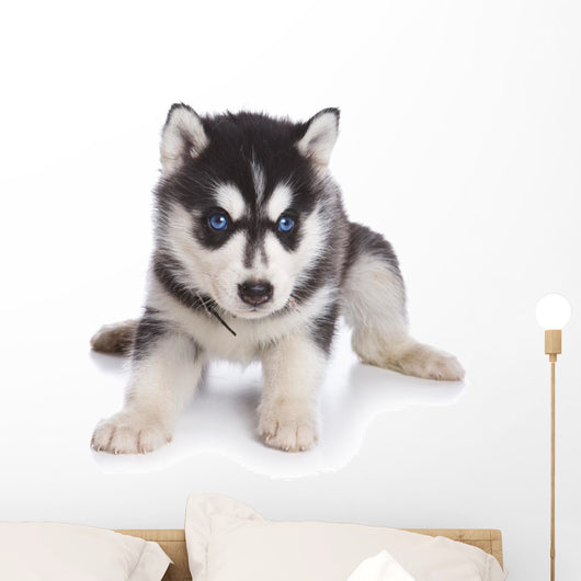 Siberian Husky puppy on white Wall Decal