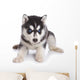 Siberian Husky puppy on white Wall Decal