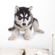 Siberian Husky puppy on white Wall Decal