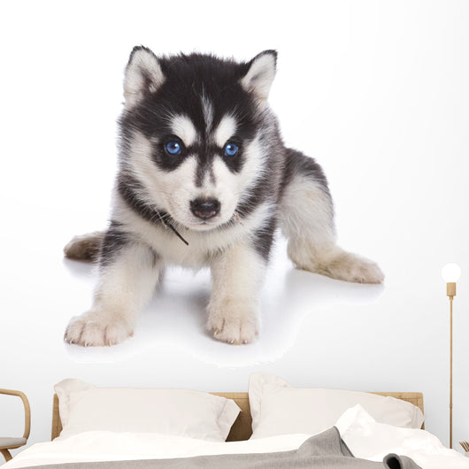 Siberian Husky puppy on white Wall Decal