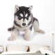 Siberian Husky puppy on white Wall Decal