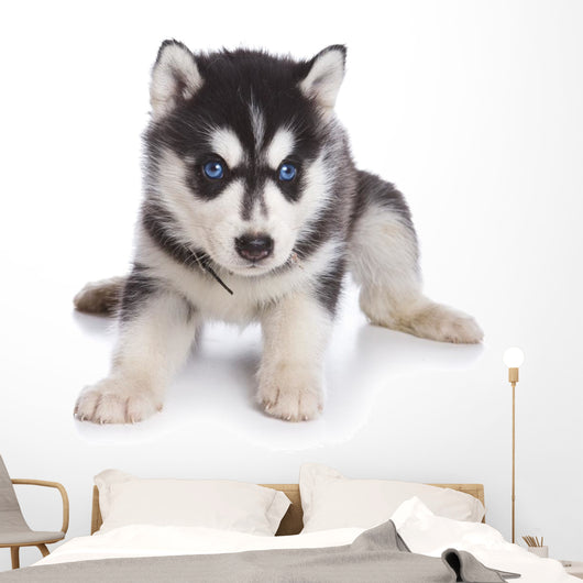 Siberian Husky puppy on white Wall Decal
