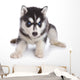 Siberian Husky puppy on white Wall Decal