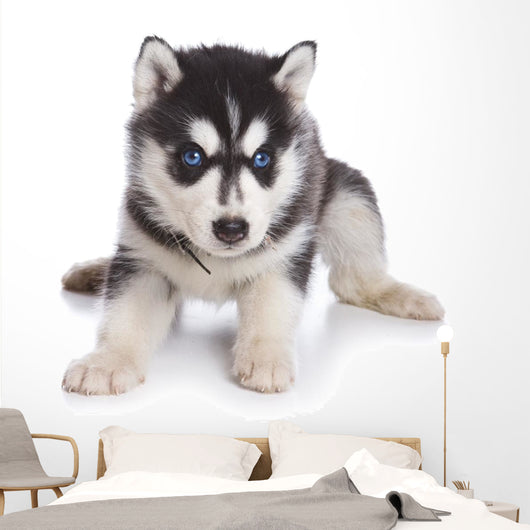 Siberian Husky puppy on white Wall Decal