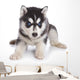 Siberian Husky puppy on white Wall Decal