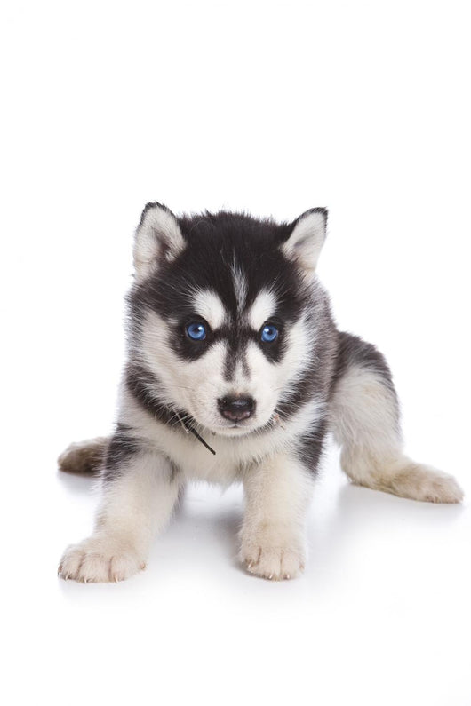 Siberian Husky puppy on white Wall Decal