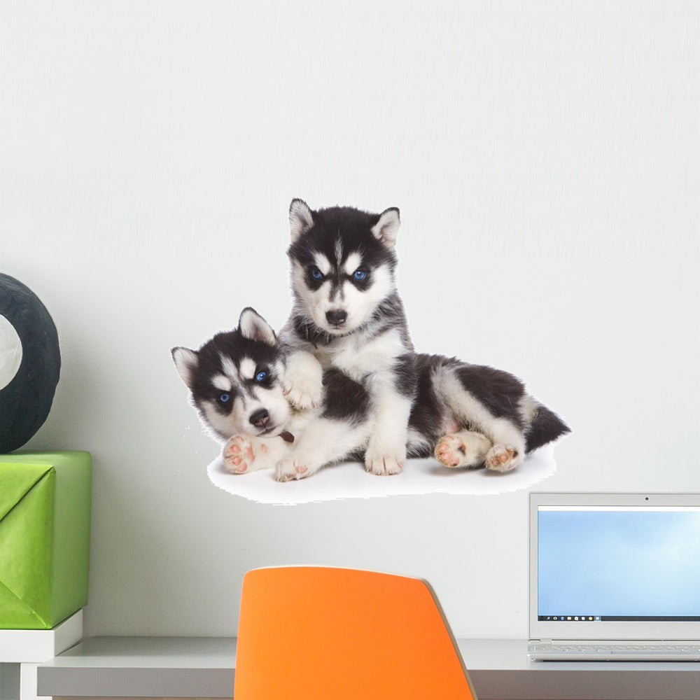 White Siberian Husky Computer Siberian Husky Dog | Premium Foto
