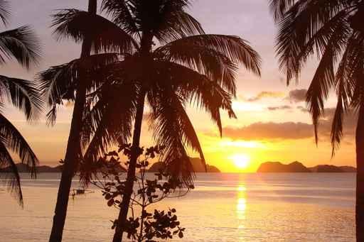 Sunset Coconuts Wall Decal