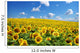 sunflower Wall Mural