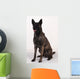 Dutch shepherd studio Wall Decal