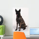 Dutch shepherd studio Wall Decal