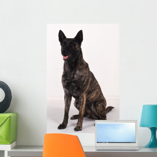Dutch shepherd studio Wall Decal