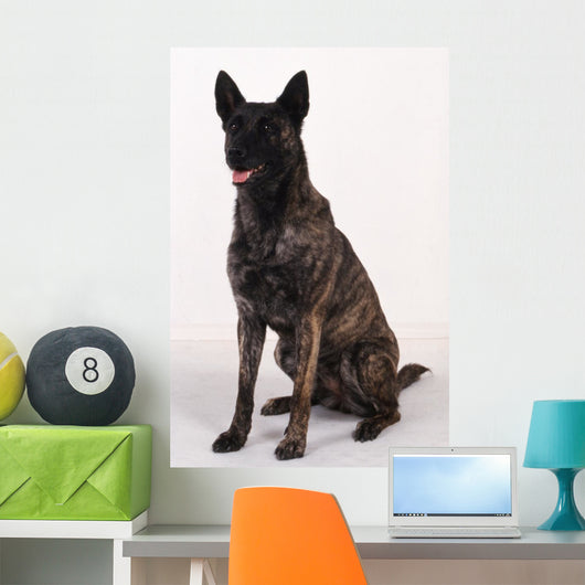 Dutch shepherd studio Wall Decal