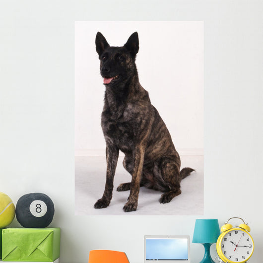 Dutch shepherd studio Wall Decal