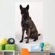 Dutch shepherd studio Wall Decal