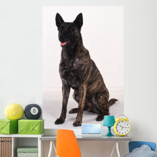Dutch shepherd studio Wall Decal