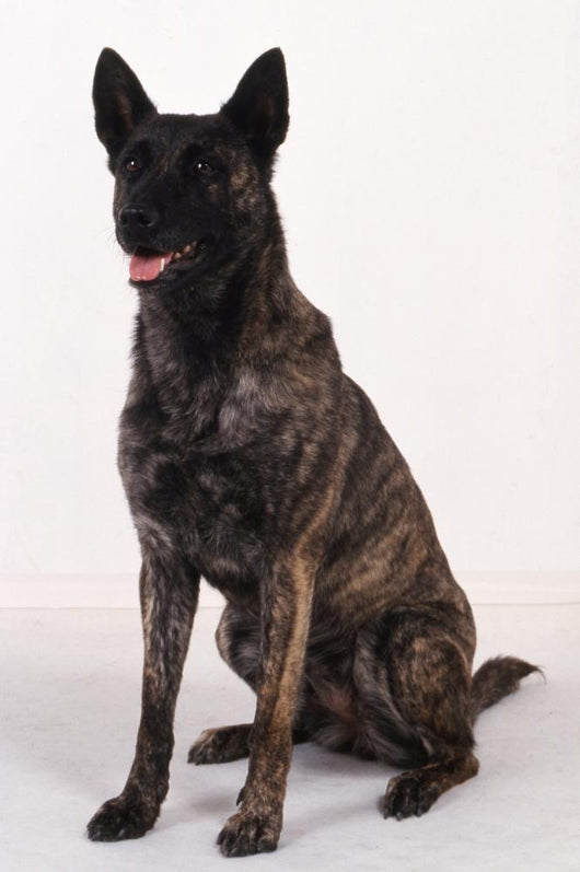 Dutch shepherd studio Wall Decal