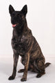 Dutch shepherd studio Wall Decal