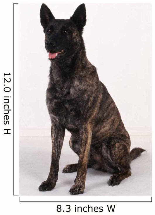 Dutch shepherd studio Wall Decal