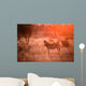 Zebra in the kruger national park Wall Mural